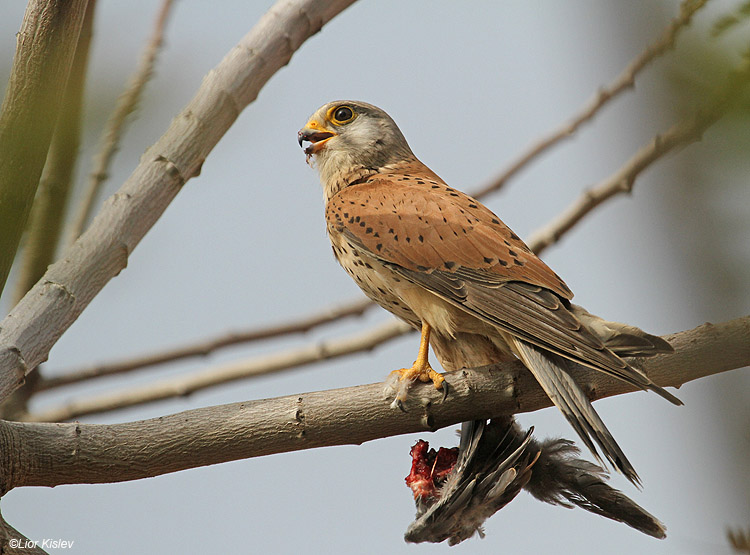  Common Kestrel Falco Tinnunculus  ,Ramot 01-04-11  Lior Kislev             